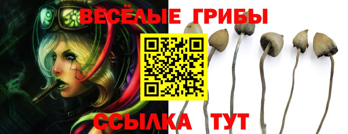 Советск  Псилоцибиновые грибы Magic Shrooms  Псилоцибиновые грибы GOLDEN TEACHER  Вход с VPN 